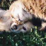 Pet Trust